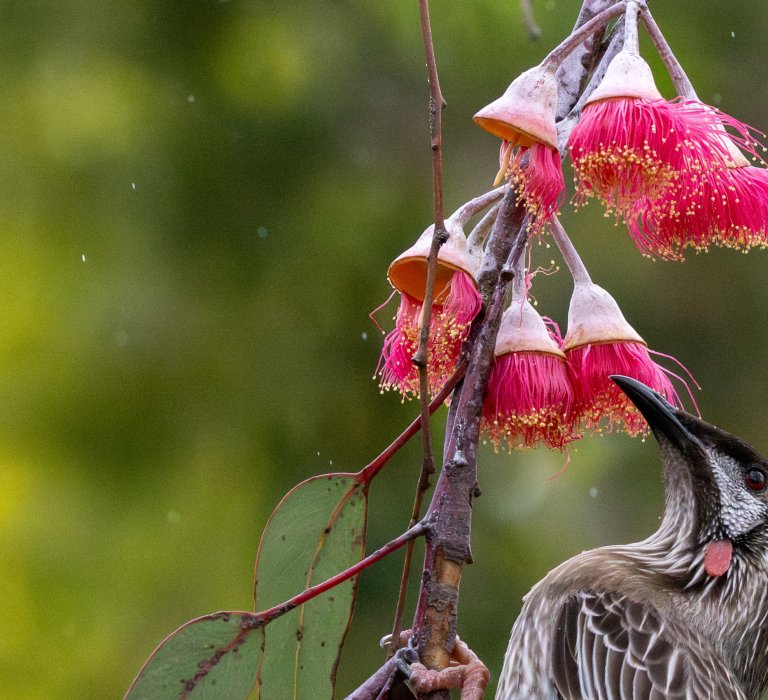 Guide’s plant of the month – Eucalyptus caesia Image