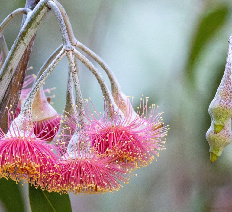 Guide’s plant of the month – Eucalyptus caesia Image
