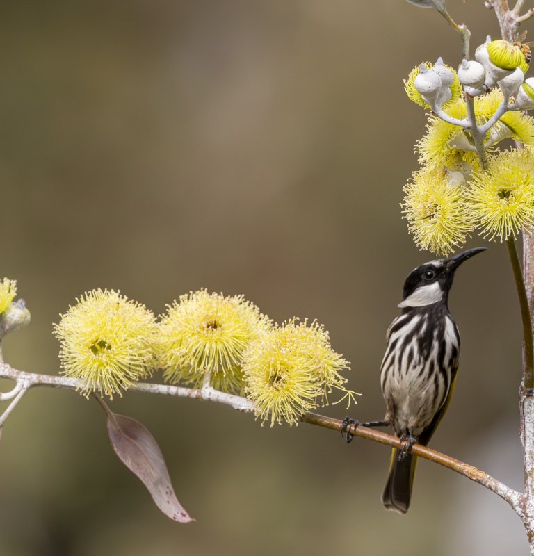 Explore the highlights of Kings Park with our Guides Image