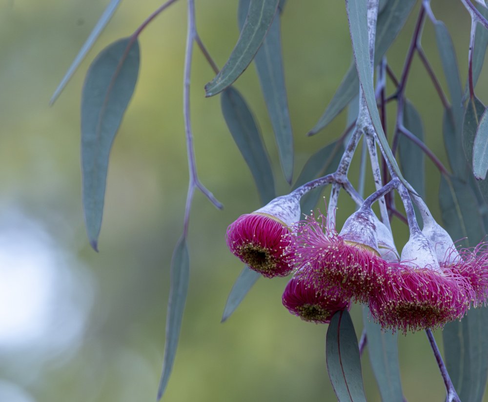 Guide’s plant of the month – Eucalyptus caesia Image