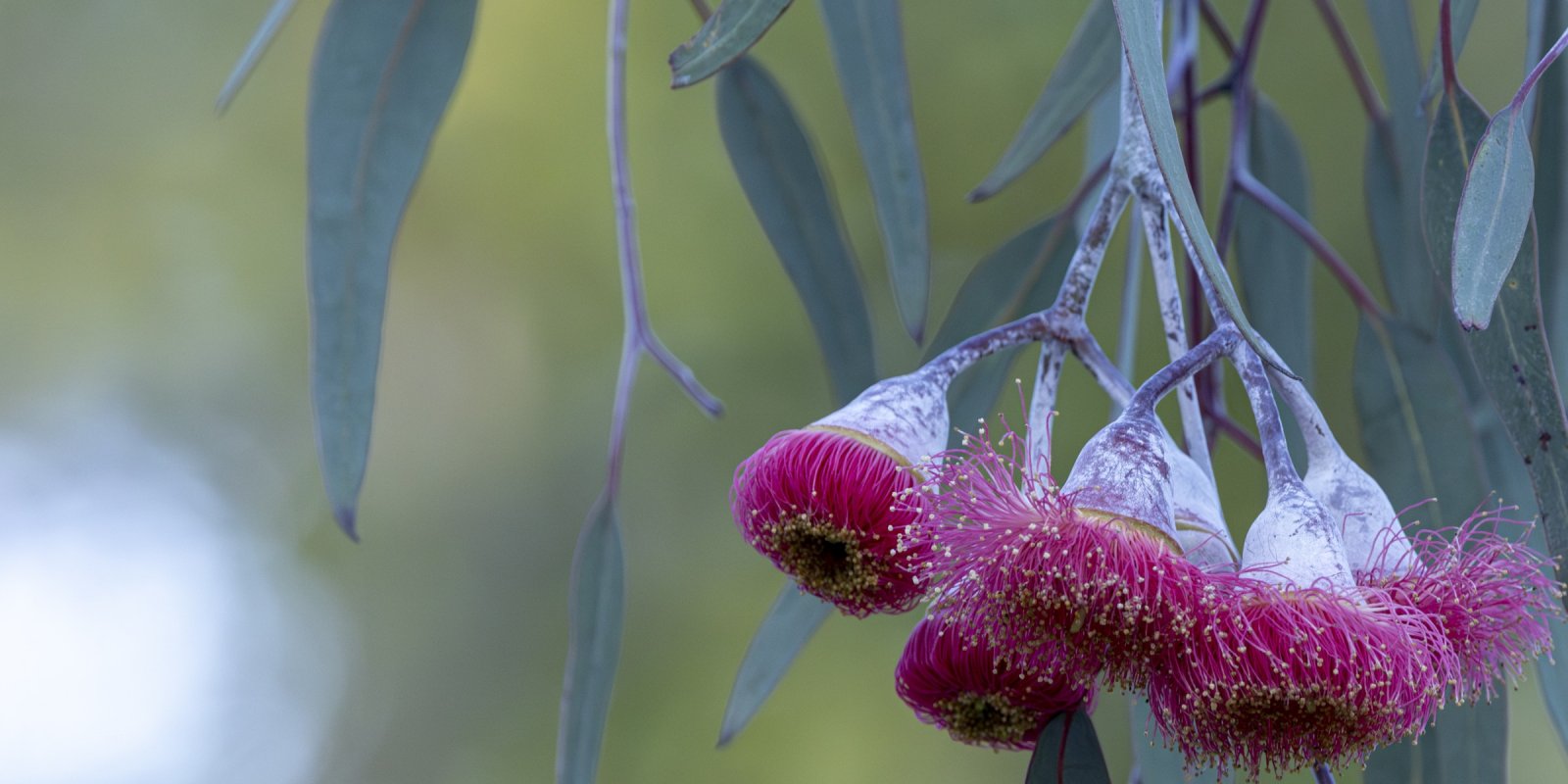 Guide's plant of the month - Eucalyptus caesia - Kings Park Volunteer ...