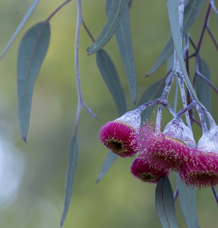 Guide’s plant of the month – Eucalyptus caesia Image