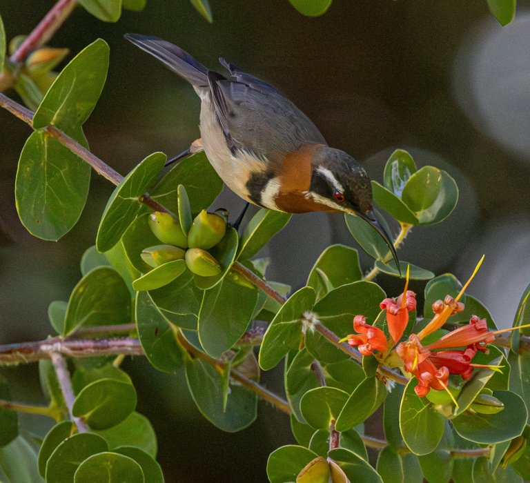 Celebrate Botanic Gardens Week! Image