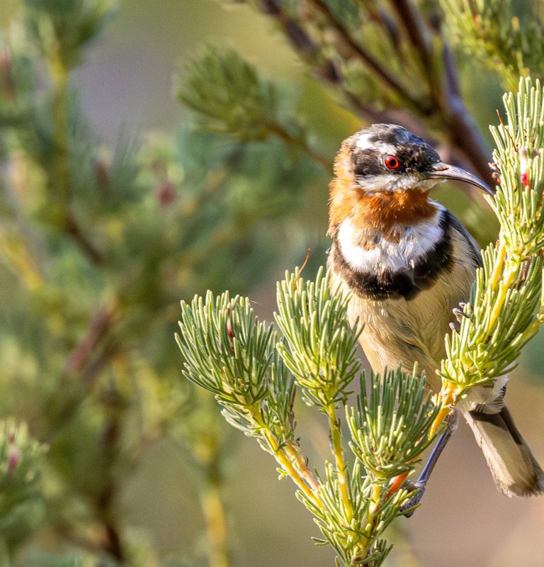 Explore the highlights of Kings Park with our Guides Image