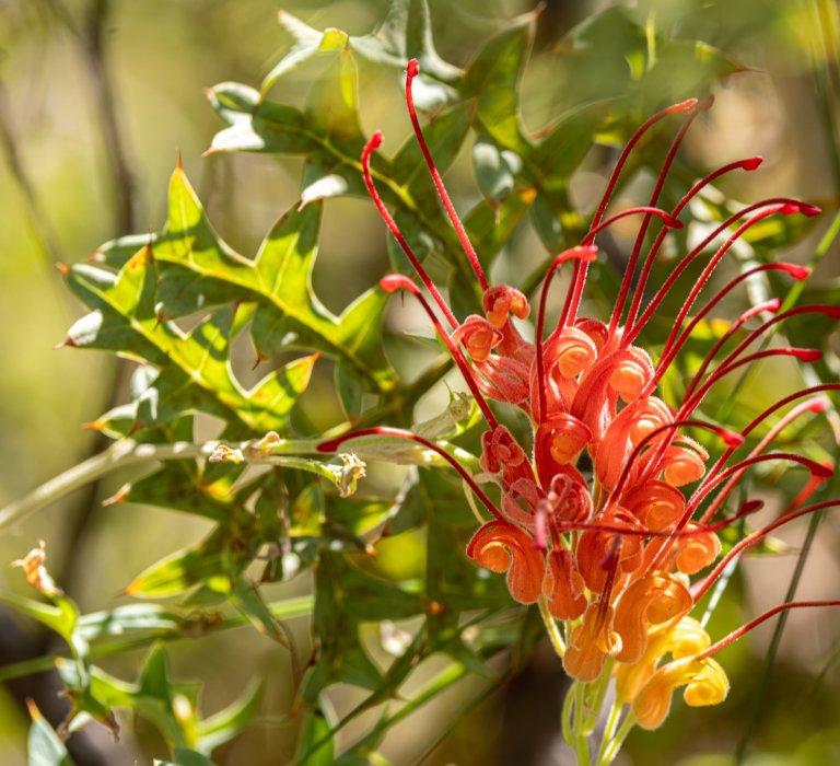 Celebrate Botanic Gardens Week! Image