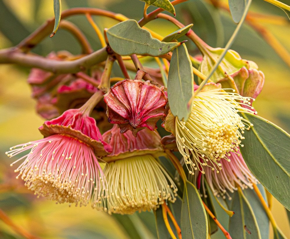 Celebrate Botanic Gardens Week! Image