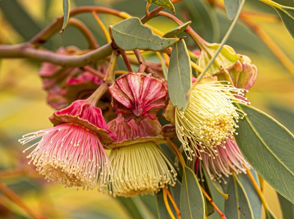 Celebrate Botanic Gardens Week! Image