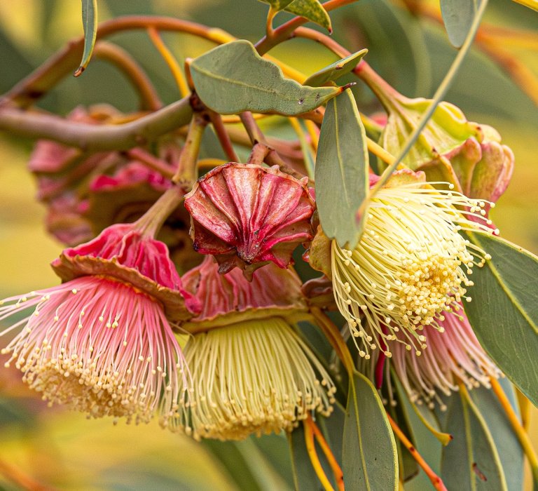 Celebrate Botanic Gardens Week! Image