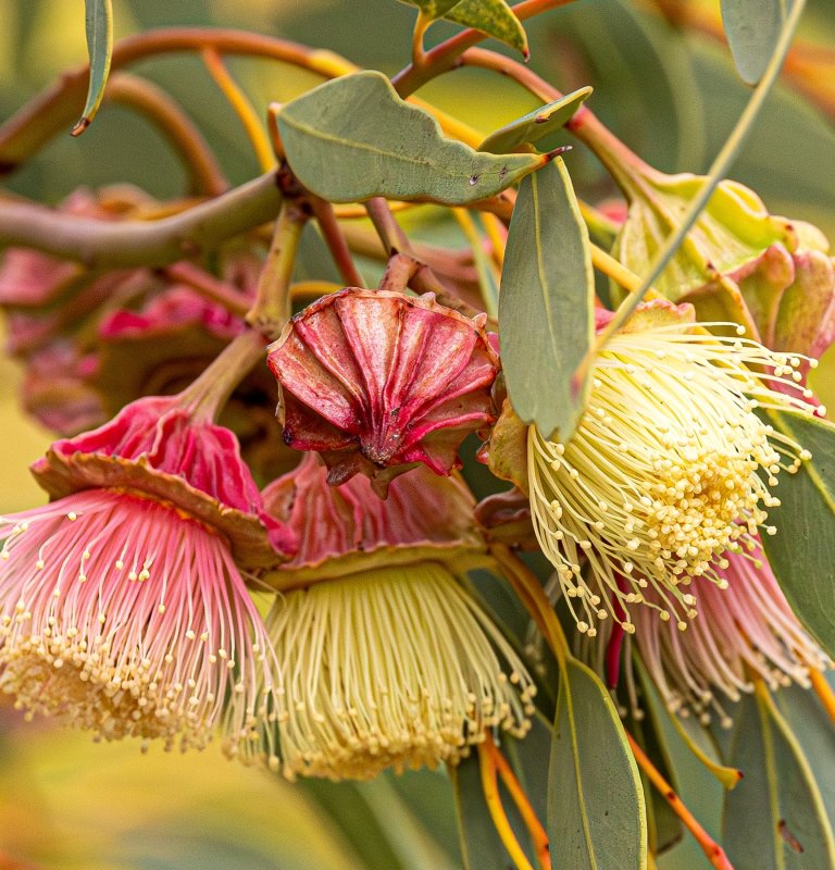 Celebrate Botanic Gardens Week! Image
