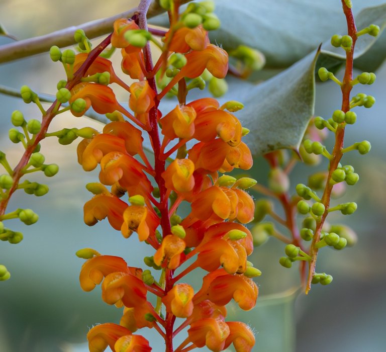 Guide’s plant of the month – Grevillea wickhamii Image