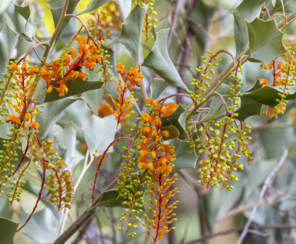 Guide’s plant of the month – Grevillea wickhamii Image