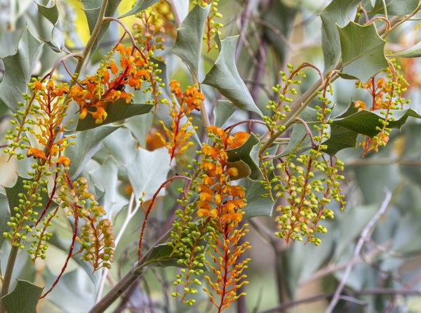Guide’s plant of the month – Grevillea wickhamii Image