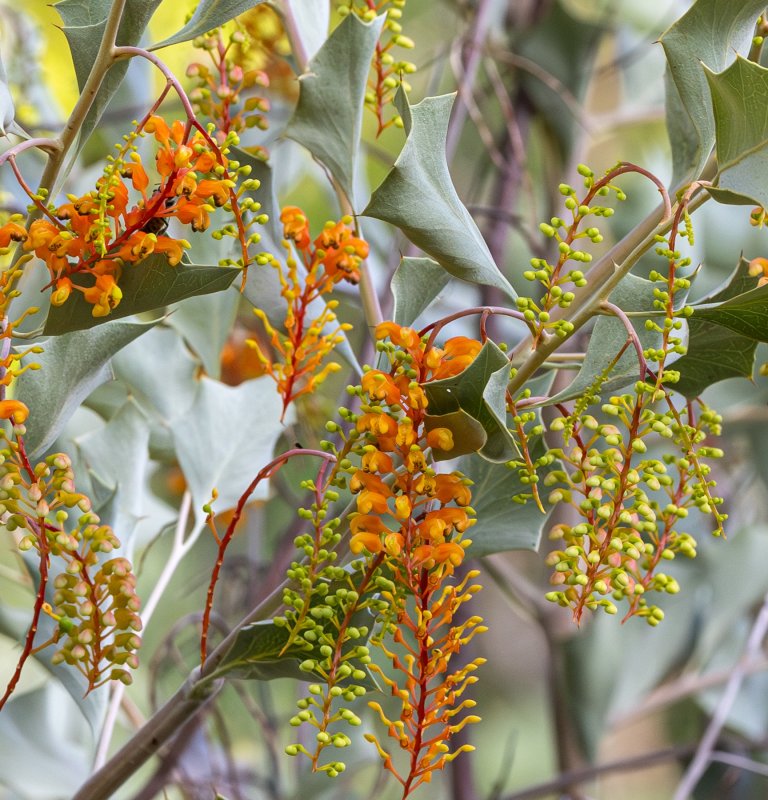 Guide’s plant of the month – Grevillea wickhamii Image