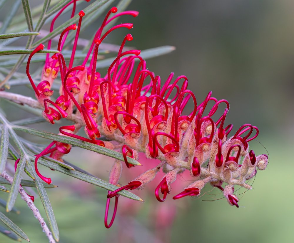 Grevillea ‘RSL Spirit of ANZAC’ flowering at the State War Memorial Image