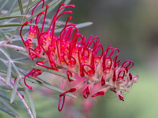 Grevillea ‘RSL Spirit of ANZAC’ flowering at the State War Memorial Image