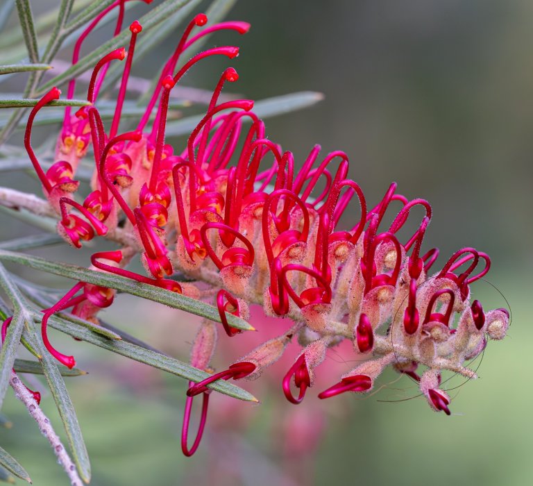 Grevillea ‘RSL Spirit of ANZAC’ flowering at the State War Memorial Image