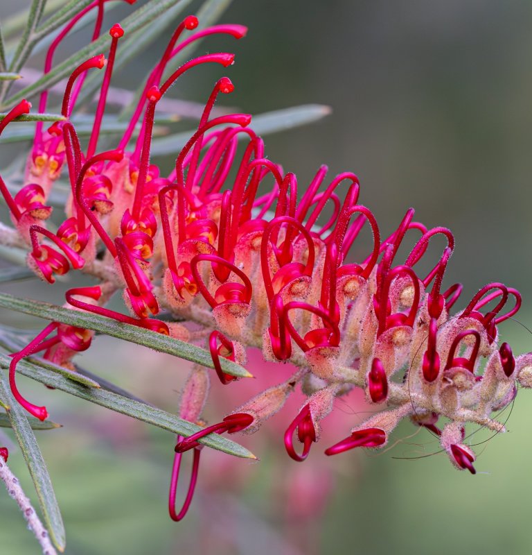 Grevillea ‘RSL Spirit of ANZAC’ flowering at the State War Memorial Image