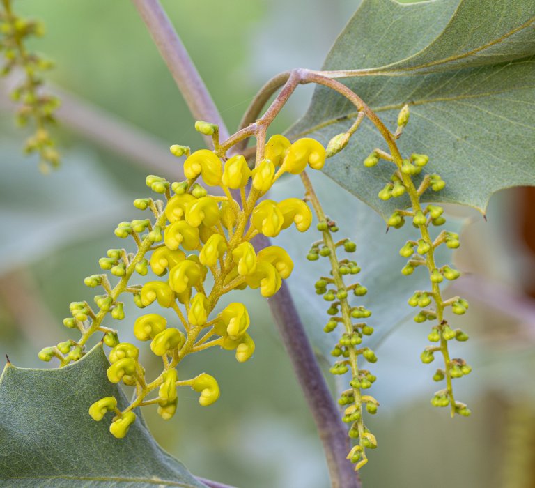 Guide’s plant of the month – Grevillea wickhamii Image