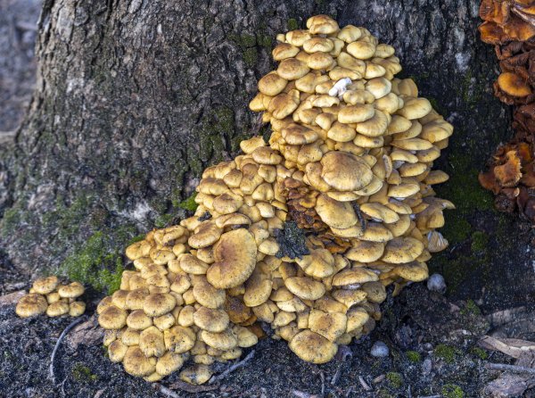 Guide’s fungus of the month – Armillaria, a serious pathogen in Kings Park Image