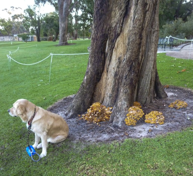 Paws and Plants – Walking With Your Dog in Kings Park Image