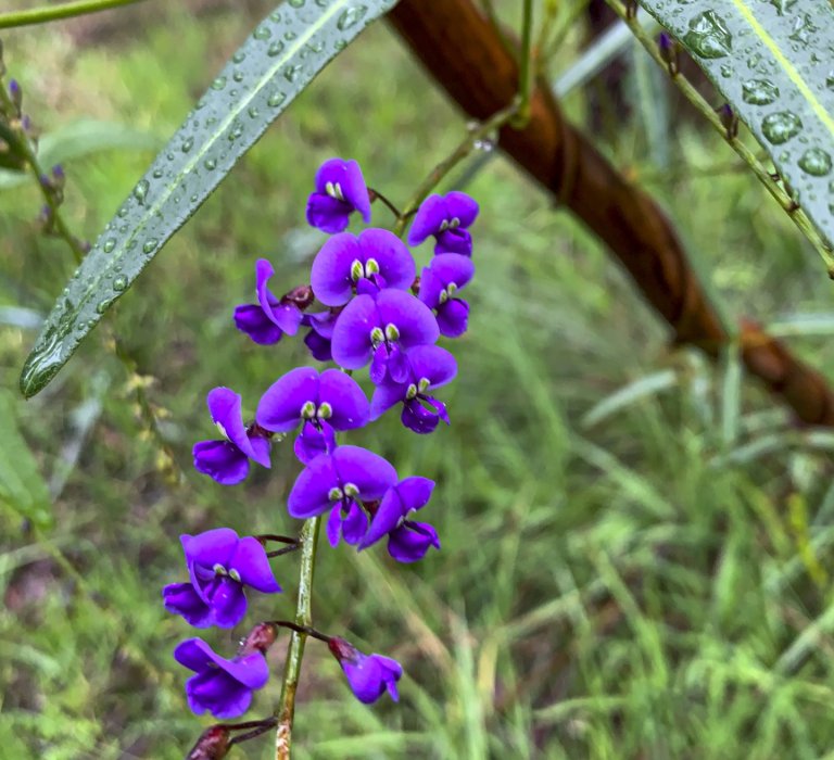 KPG_Plants_Hardenbergia comptonia2