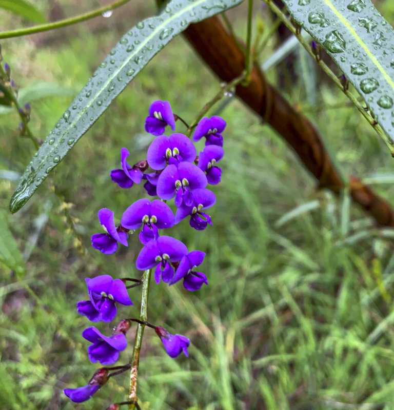 Wildflowers and Bushland Image