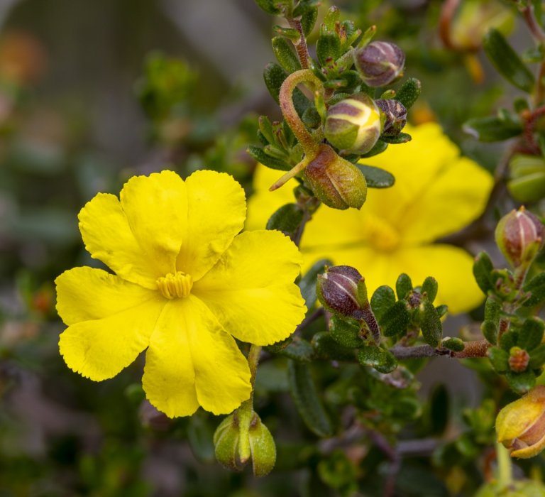 Wildflowers and Bushland Image