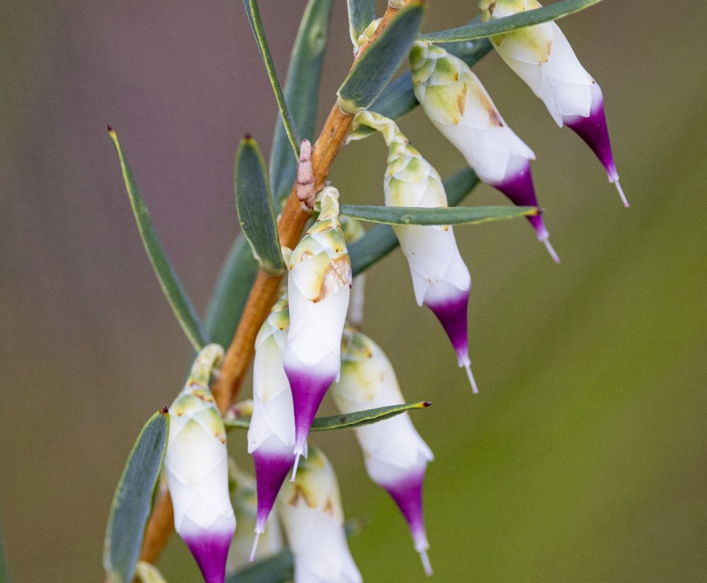 Wildflowers and Bushland Image