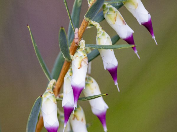 Wildflowers and Bushland Image
