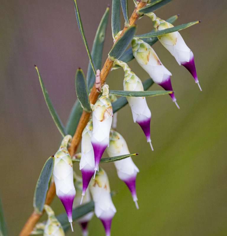 Wildflowers and Bushland Image