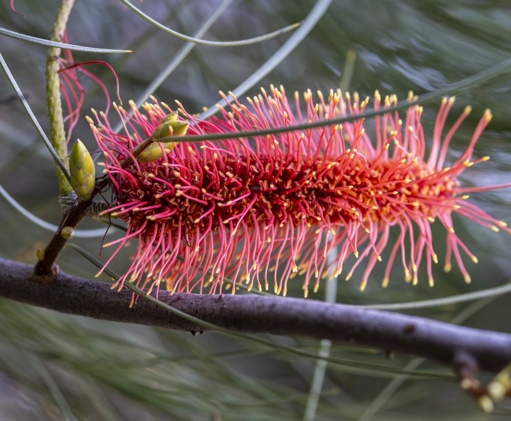 Guides’ plant of the month for July Image