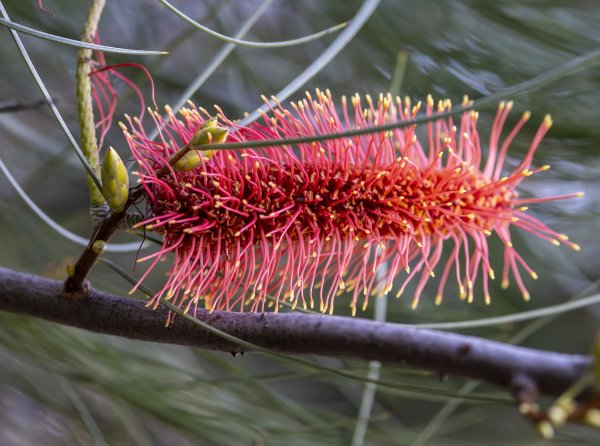 Guides’ plant of the month for July Image