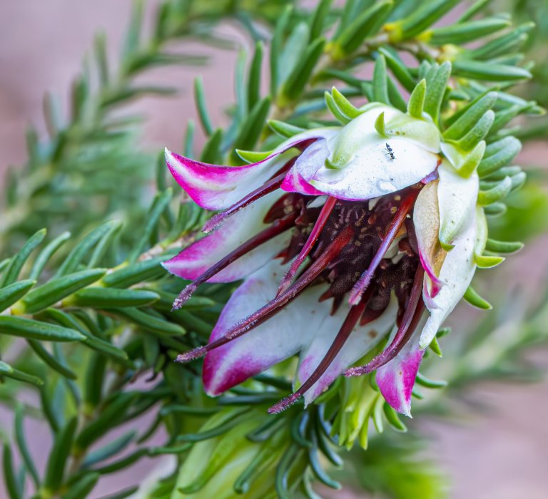 Adaptations and Resilience of WA Flora Image