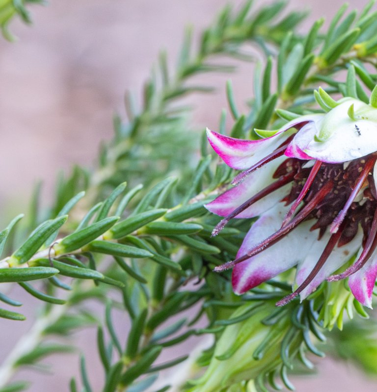 Discover the stunning beauty of our wildflowers Image