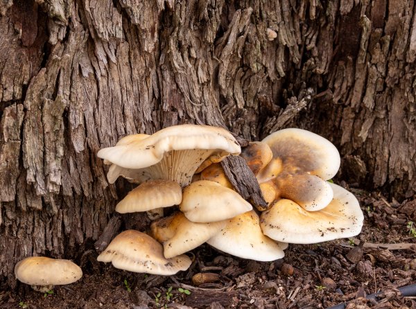 Themed Walks Image