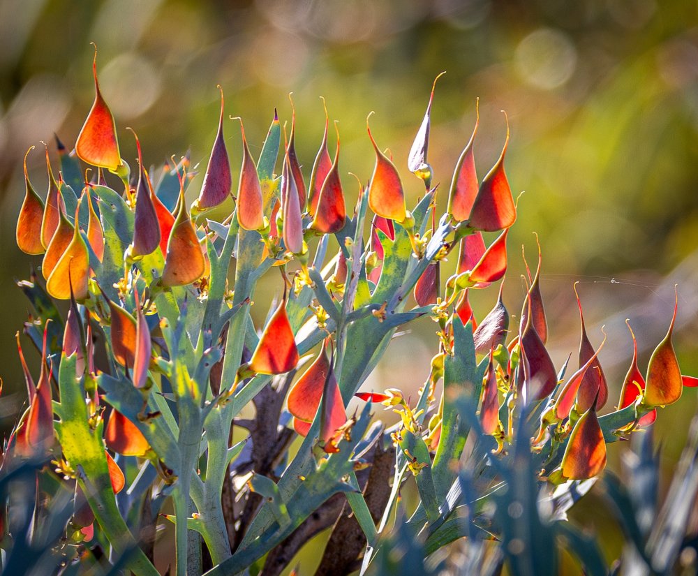 Winter rains bring the bushland to life Image