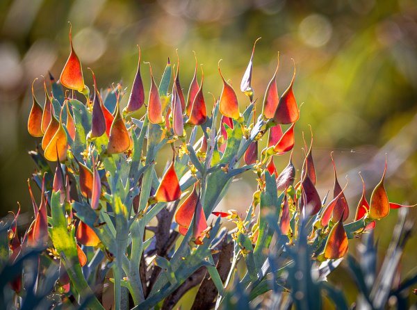 Winter rains bring the bushland to life Image