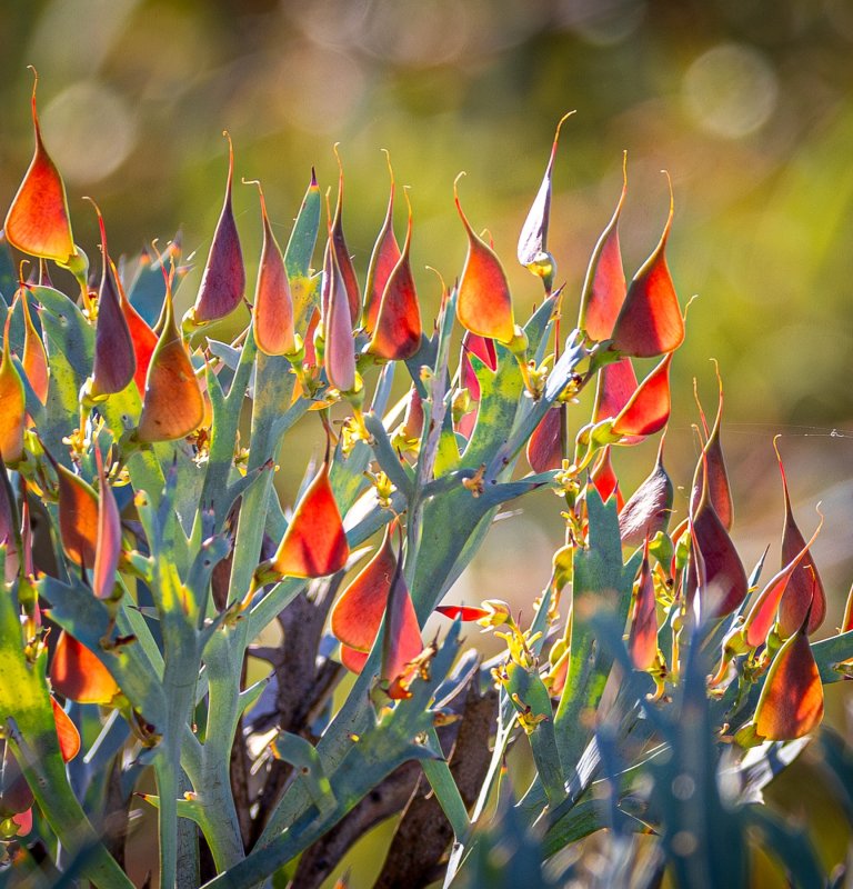 Winter rains bring the bushland to life Image