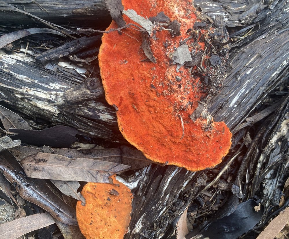 Fabulous Fungi Foray Image