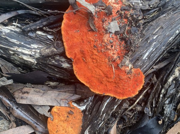 Fabulous Fungi Foray Image