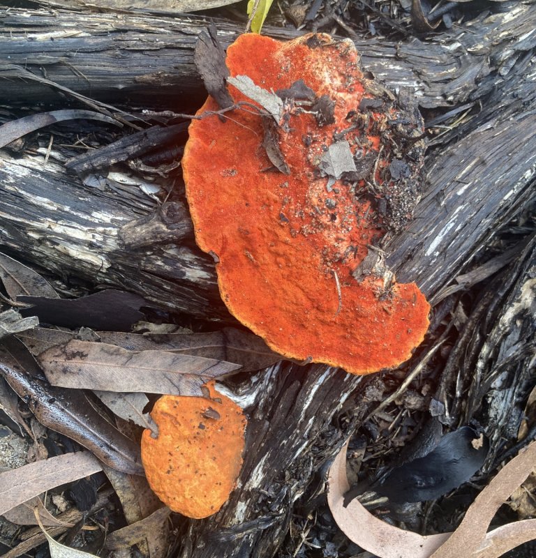 Fabulous Fungi Foray Image