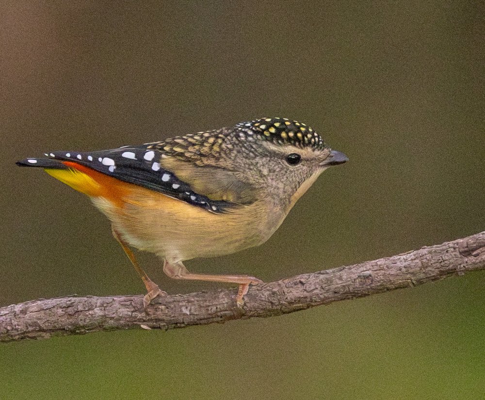 Birds of Kings Park Image