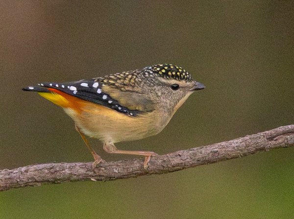 Birds of Kings Park Image