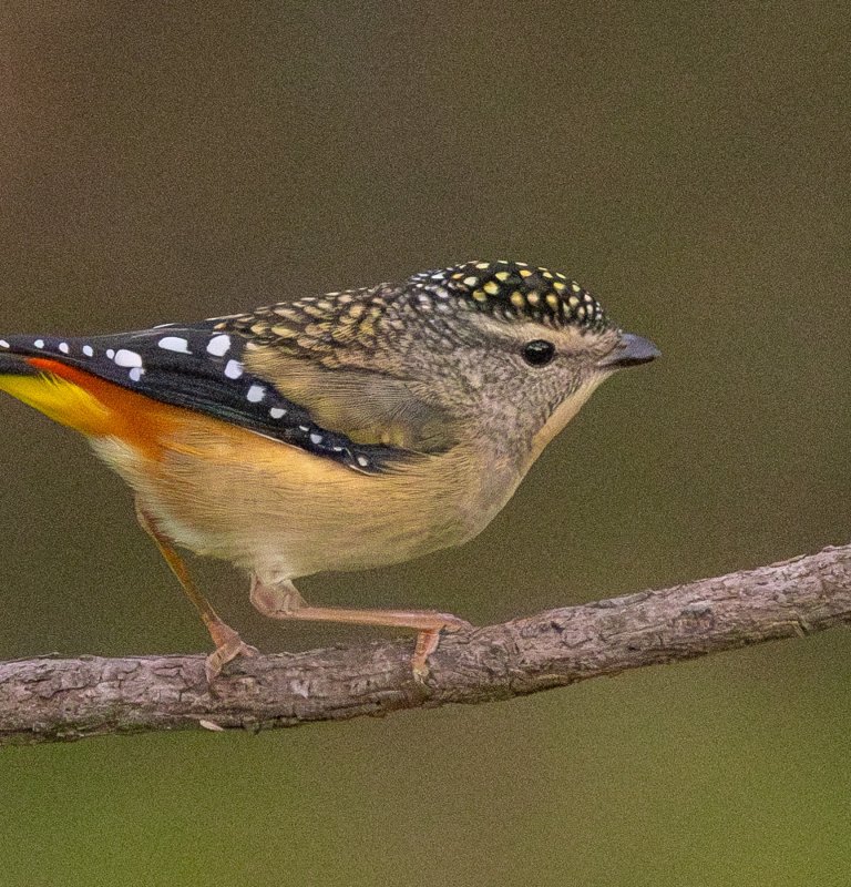 Birds of Kings Park Image