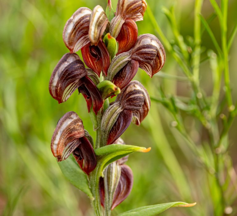 Awesome Orchids Image