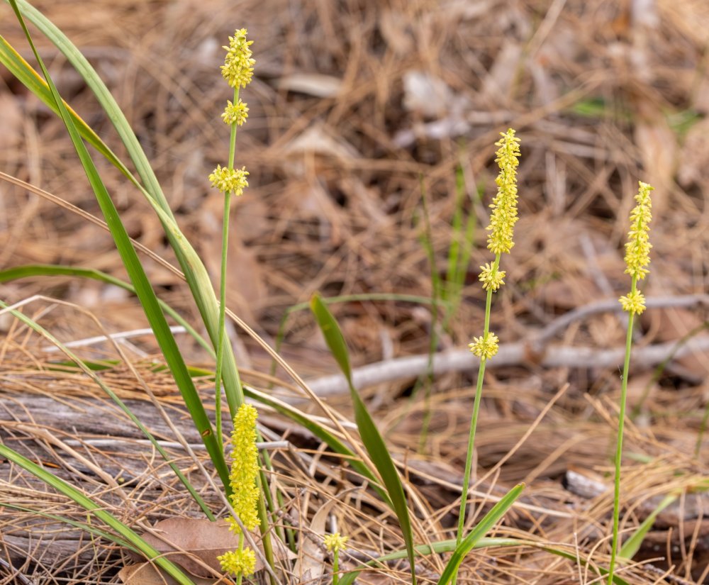 Guide’s plant of the month – Lomandra preissii Image