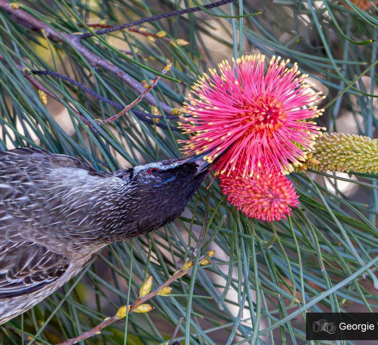 Guides’ plant of the month for July Image