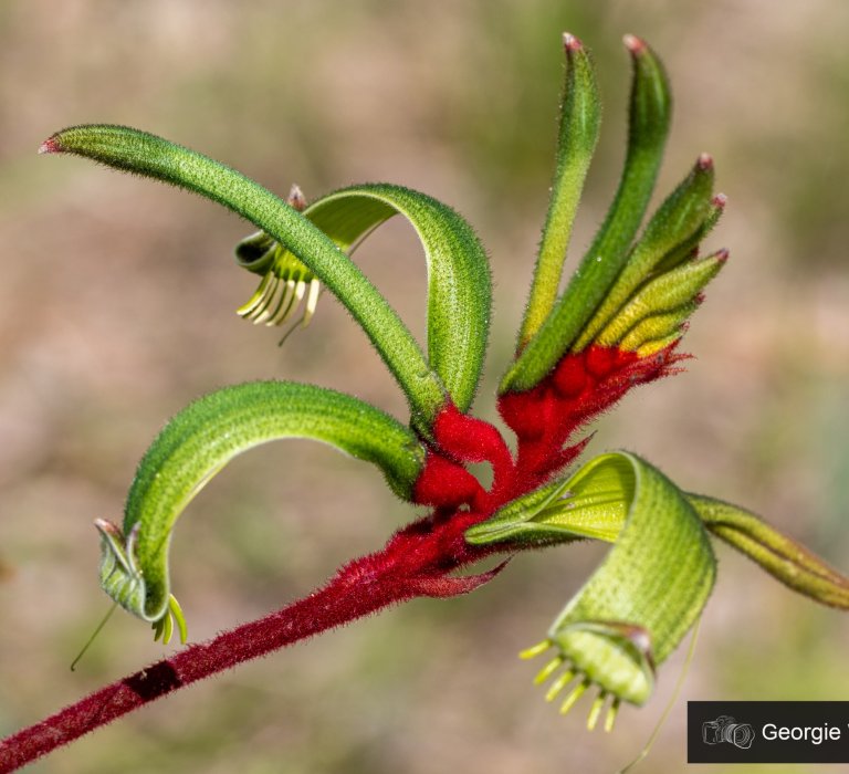 Adaptations and Resilience of WA Flora Image