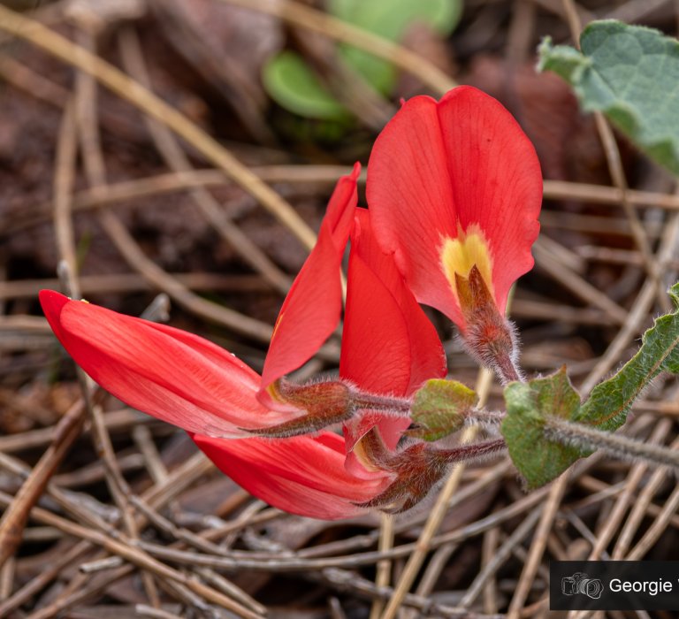 Wildflowers and Bushland Image