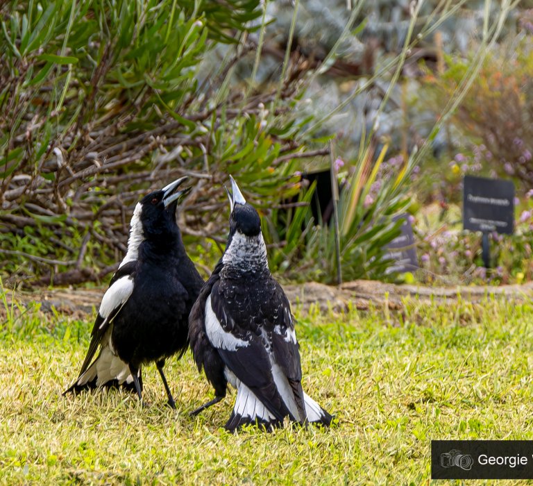 kpg_birds_Magpie couple